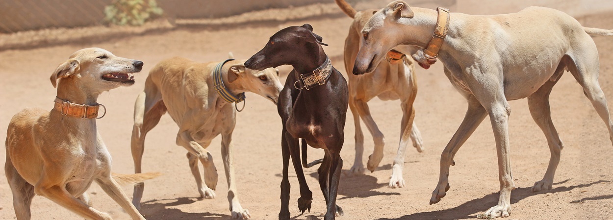 spanish greyhounds and galgos interacting in a rescue shelter