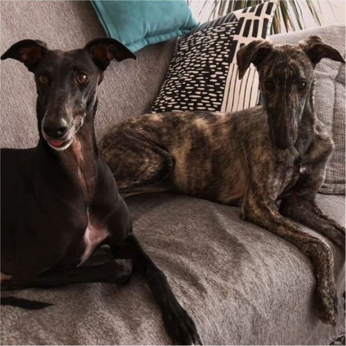 Black and Brindle greyhounds on a soafa looking alert