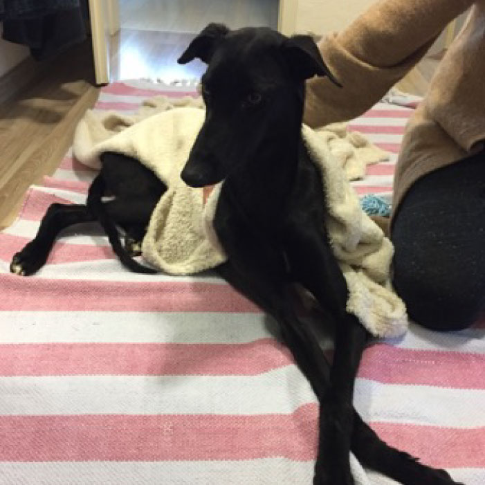 Black greyhound pup - Greyhound rescued abroad