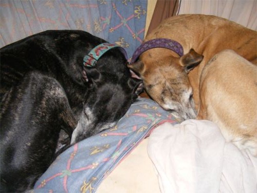Homing Gallery II - Cleo (right) and Ella homed together in Essex