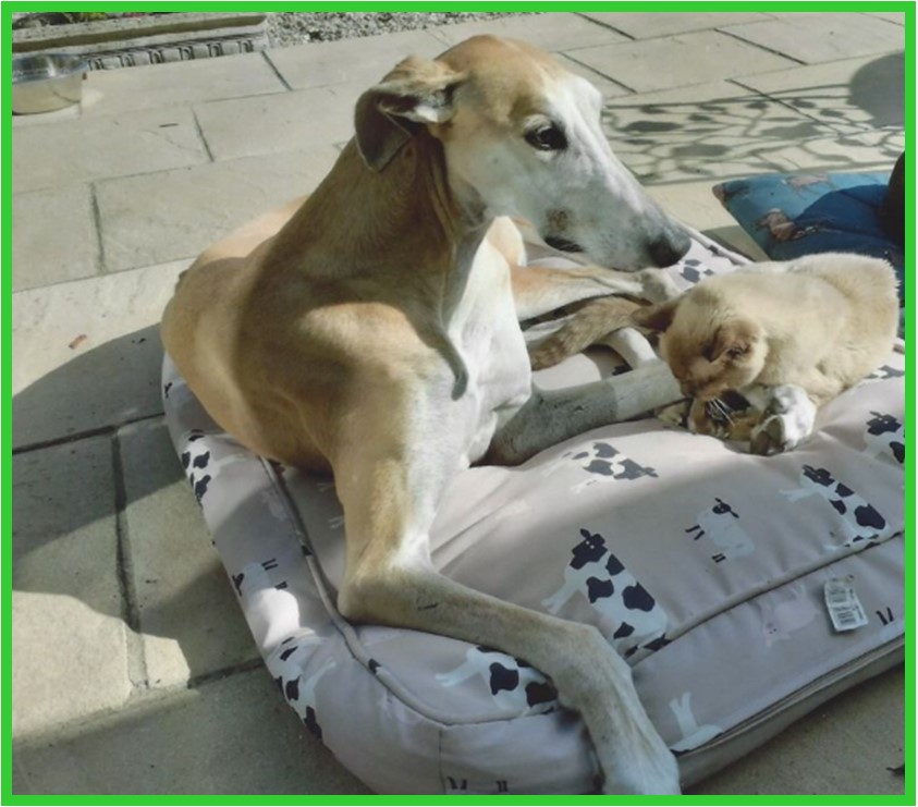 Homing Gallery - Galgo River and his new friend Bailey sunbathing in Reading