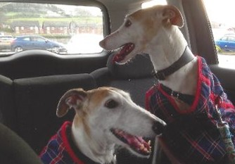 Homing Gallery - Lily and Ruby happily homed in Scotland