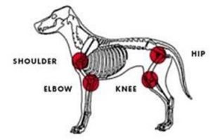 Canine Osteoarthritis diagram