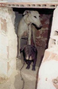 A galgo hanging in Murcia -Bitch with the collar cutting into her neck
