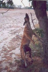 A galgo hanging in murcia- a galgo hung from a tree