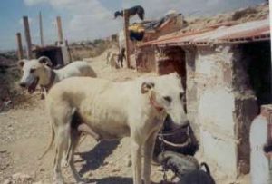 A galgo hanging in Murcia - More galgos chained.