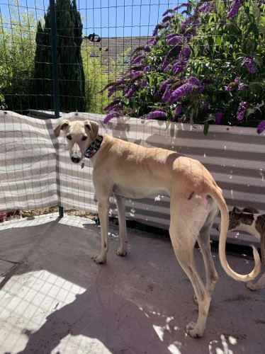 Galgos rehomed in France 2020