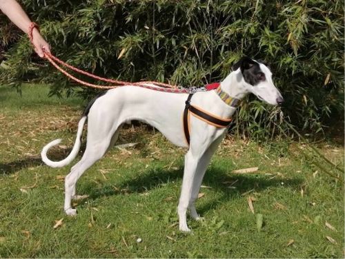 Galgos rehomed in France 2020