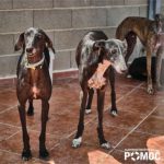 Galgos rehomed in Slovenia