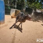 Galgos rehomed in Slovenia