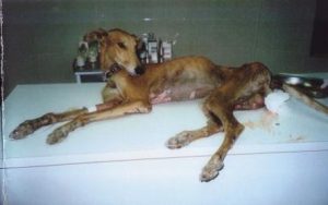 The rescue of Valiente the galgo