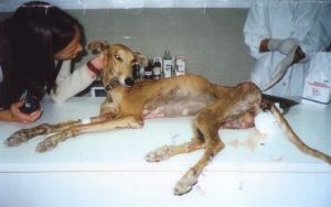 The rescue of Valiente the galgo
