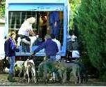 Loading the UK dogs on to Laura’s lorry
