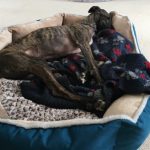 Adopting a galgo - what you'll need: a large dog bed