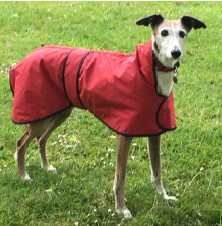 Flossie the galgo wearing a red GIN raincoat