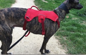 Adopting a galgo - what you'll need: a harness