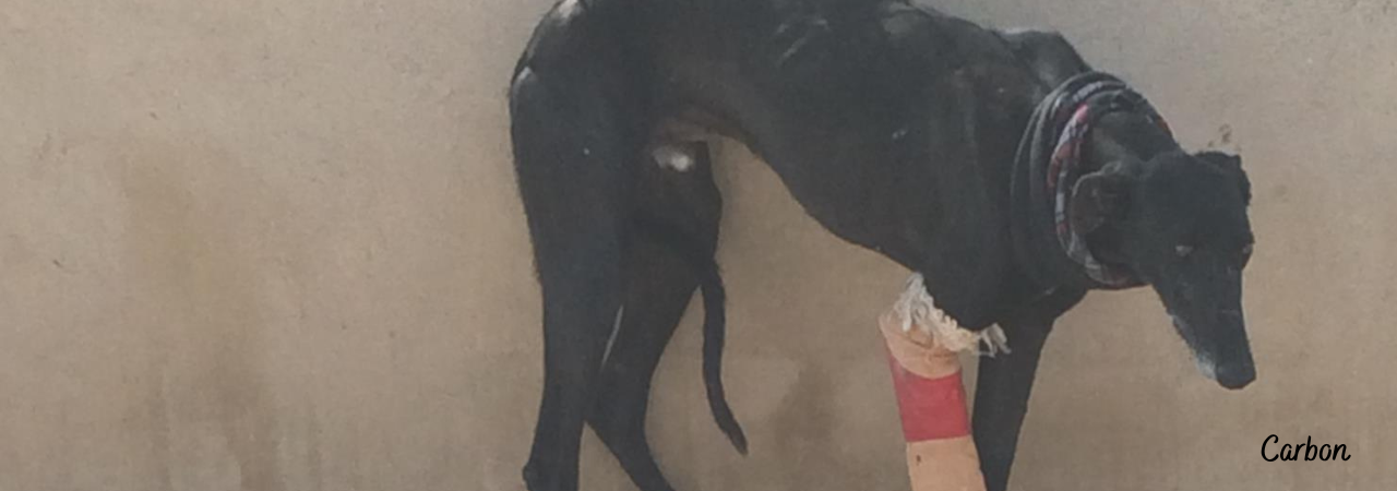 An emaciated black galgo with its leg in plaster