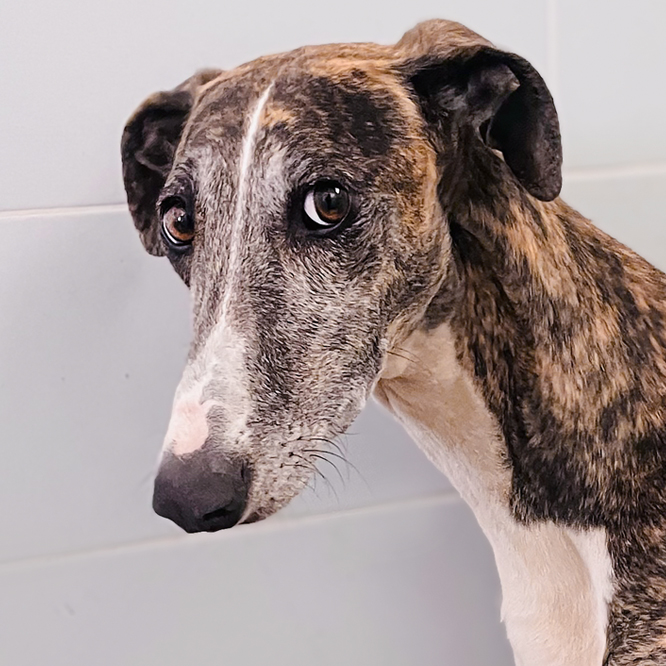 Our New Galgos Have Arrived!