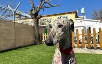 Latest Dogs at SOS Galgos