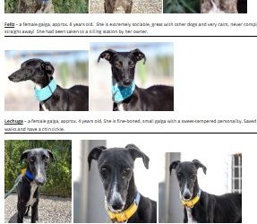 New Galgos for Adoption and Sponsorship – Sept 2023