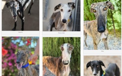 Latest Dogs at Galgos del Sol