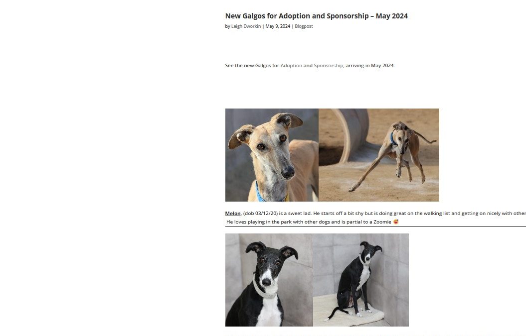 New Galgos for Adoption and Sponsorship – May 2024