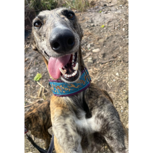 Galgo Shelter Notelets Autumn-Winter 2025